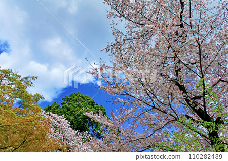 [Spring image] cherry blossoms in full bloom and blue sky 110282489