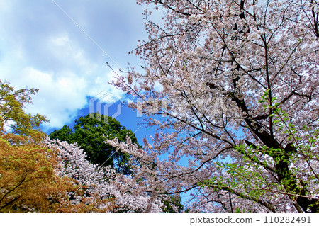 [Spring image] cherry blossoms in full bloom and blue sky 110282491