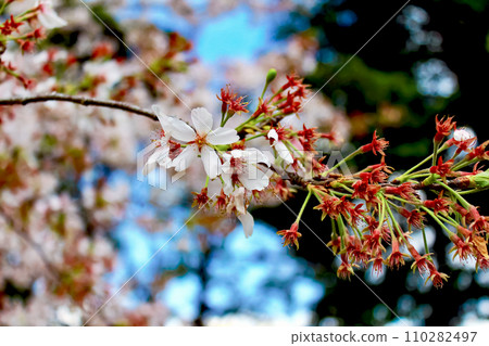 [Spring image] Close-up of cherry blossom branches that have begun to fall 110282497
