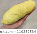 Closeup lady hand holding yellowish organic riped durian isolated on grey background, Southeast asia tropical smell fruit 110282534