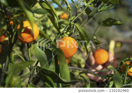 tangerine tree with some ripe tangerines 110282960