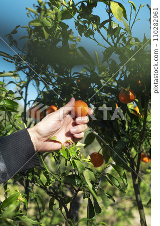 man collects some mandarins from the tree 110282961