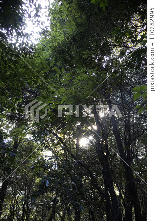 Trees receiving sunlight in the forest Trees receiving sunlight in the forest 110282995