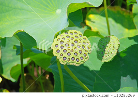 Aquatic plant lotus flower base and fruit after blooming 110283269