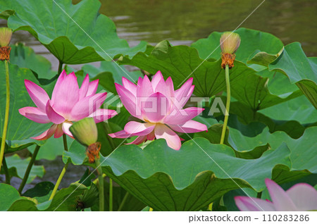 一朵蓮花，在池塘中綻放著美麗漸變的大花 110283286
