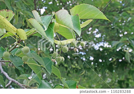 錦葵科椴樹,落葉喬木,果實小 錦葵科椴樹,落葉喬木,果實小 110283288