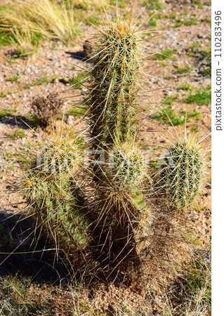 Hedge Hog cactus 110283496