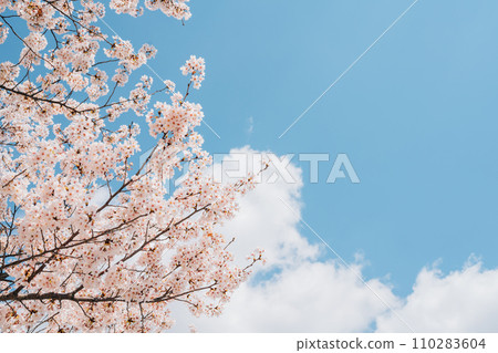 Cherry blossoms at Dongchon Sunrise Park in Daegu, Korea 110283604
