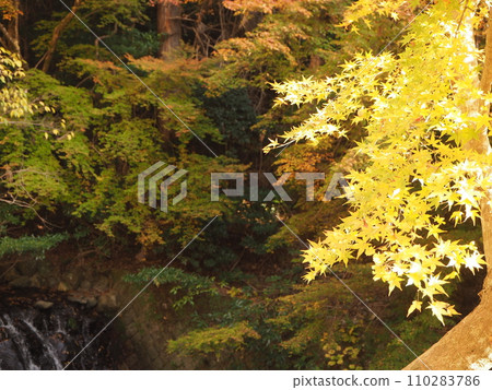 陽光下河邊的秋葉 110283786