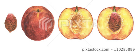 Nectarine Fruit set. Watercolor illustration of Peach whole and half. Hand drawn clip art on isolated white background. Painting of healthy sweet food. Plant botanical drawing Nectarine Fruit set. Watercolor illustration of Peach whole and half. Hand drawn clip art on isolated white background. Painting of healthy sweet food. Plant botanical drawing 110283899