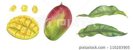 Mango set. Watercolor botanical illustration. Hand drawn clip art on isolated white background. Tropical exotic Fruit painting. Drawing of sweet summer food and green leaves Mango set. Watercolor botanical illustration. Hand drawn clip art on isolated white background. Tropical exotic Fruit painting. Drawing of sweet summer food and green leaves 110283905