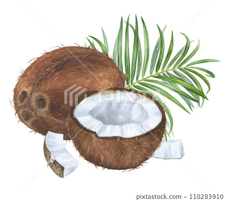 Coconut with palm leaf. Watercolor botanical illustration. Hand drawn clip art on isolated white background. Pulp of exotic Fruit. Sweet food and tropical branch drawing Coconut with palm leaf. Watercolor botanical illustration. Hand drawn clip art on isolated white background. Pulp of exotic Fruit. Sweet food and tropical branch drawing 110283910