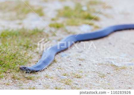 Highlands Copperhead Snake 110283926