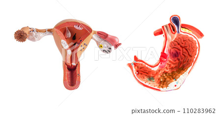 Uterus and stomach model isolated on white background, doctor holding anatomy model for study diagnosis and treatment in hospital. Uterus and stomach model isolated on white background, doctor holding anatomy model for study diagnosis and treatment in hospital. 110283962