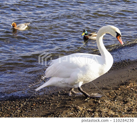 swan coming onto land swan coming onto land 110284230