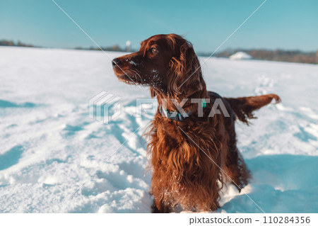 Active Irish Setter dog during the snowy walking, having fun in winter park during beautiful sunny winter day.  110284356