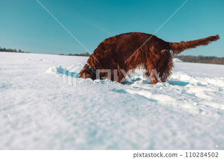 Active Irish Setter dog during the snowy walking, having fun in winter park during beautiful sunny winter day.  110284502
