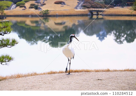 Red-crowned crane as a lucky charm, symbol of longevity Red-crowned crane as a lucky charm, symbol of longevity 110284512