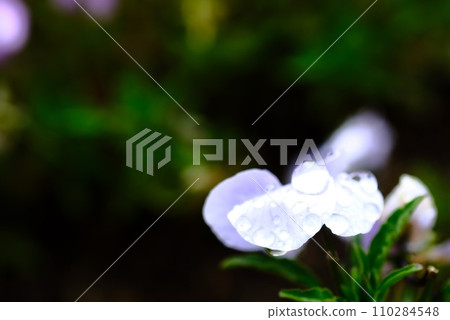 藍色的花在雨季的雨中濕漉漉的 藍色的花在雨季的雨中濕漉漉的 110284548