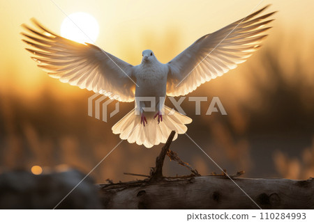 White dove flying in beautiful sunset light White dove flying in beautiful sunset light 110284993