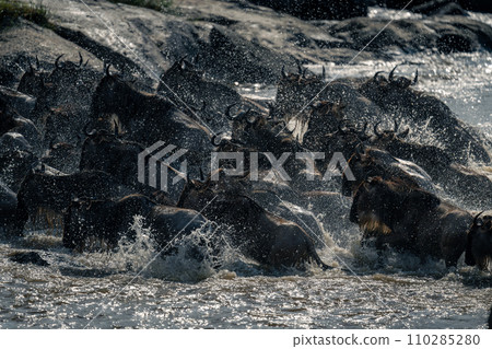 Blue wildebeest splash across river past rocks 110285280