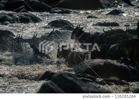 Blue wildebeest splash across rocks in water 110285284