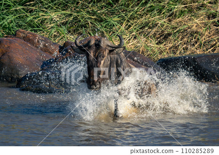 Blue wildebeest splashes through river in sunshine Blue wildebeest splashes through river in sunshine 110285289