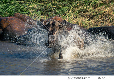 Blue wildebeest splashes through river near rocks Blue wildebeest splashes through river near rocks 110285290