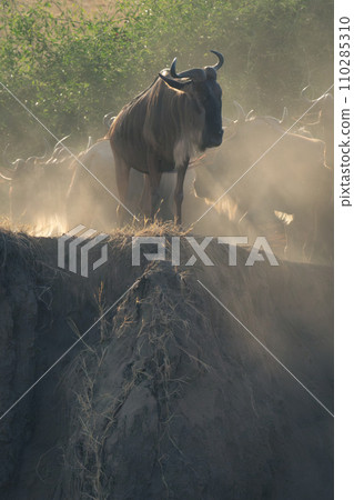 Blue wildebeest stands at top of cliff Blue wildebeest stands at top of cliff 110285310