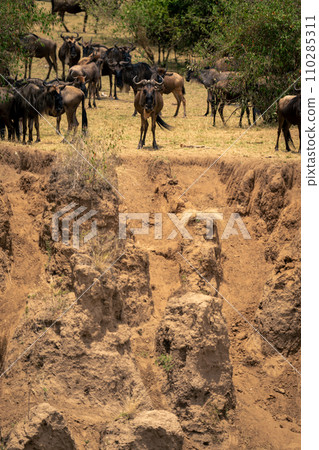 Blue wildebeest stands by gully on riverbank Blue wildebeest stands by gully on riverbank 110285311