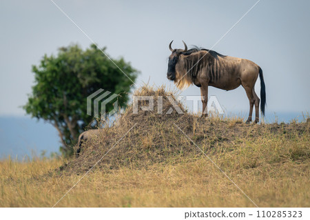 Blue wildebeest stands on mound in sunshine 110285323