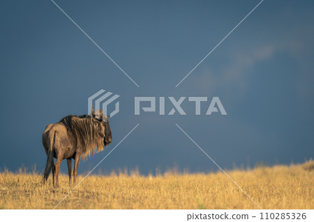 Blue wildebeest stands turning head near horizon 110285326
