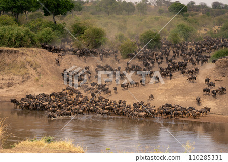Blue wildebeest start crossing river near trees 110285331