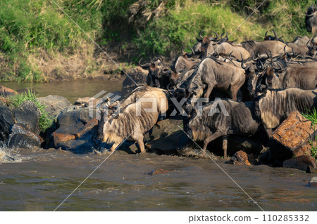 Blue wildebeest steps into river leading herd Blue wildebeest steps into river leading herd 110285332