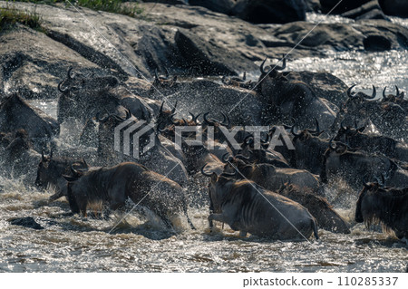 Blue wildebeest struggle across river past rocks 110285337