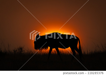 Blue wildebeest walks on horizon in silhouette 110285376