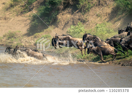Blue wildebeests jump into river following others Blue wildebeests jump into river following others 110285378