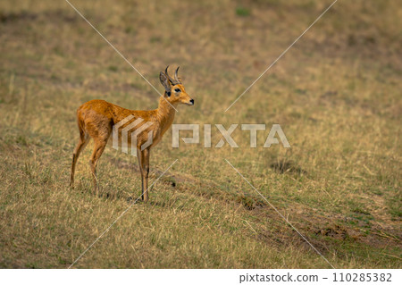 Bohor reedbuck stands on slope in profile Bohor reedbuck stands on slope in profile 110285382