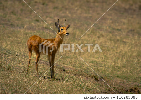 Bohor reedbuck stands on slope in sunshine Bohor reedbuck stands on slope in sunshine 110285383