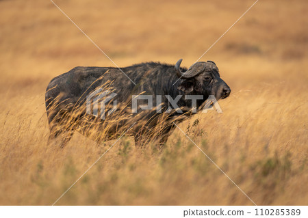Cape buffalo stands in grass in profile 110285389