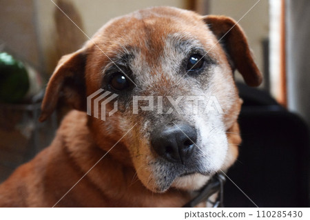 Happy puppy dog smiling on isolated background. Happy puppy dog smiling on isolated background. 110285430
