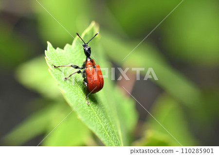 Trachelophorus giraffa is a red beetle. Trachelophorus giraffa is a red beetle. 110285901