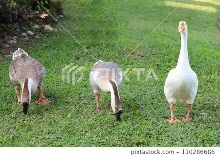 Group goose is eatting grass in garden at thailand Group goose is eatting grass in garden at thailand 110286686