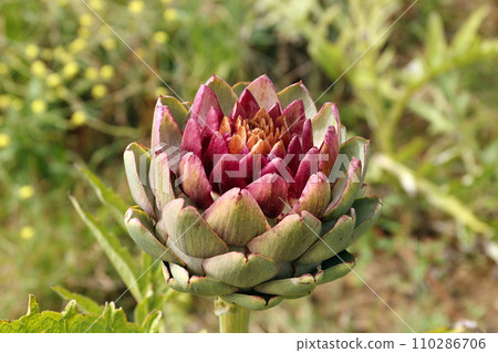 Artichokes growing in a field 110286706