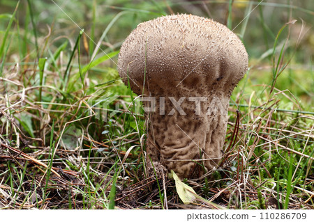 Elongate puffball - edible mushroom 110286709