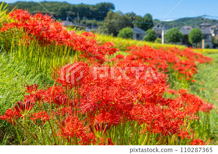 大野城牛久鄉野盛開的彼岸花 110287365