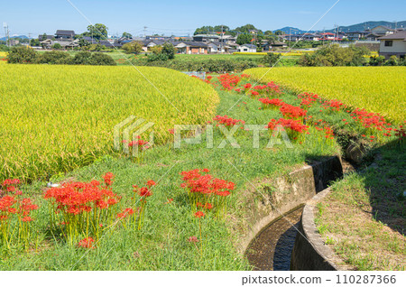 Higanbana blooming in the countryside of Onojo Ushikubi Higanbana blooming in the countryside of Onojo Ushikubi 110287366