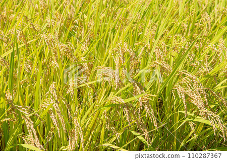 Autumn ears of rice ready for harvest Autumn ears of rice ready for harvest 110287367