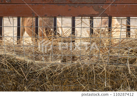 Close-up of a feeder with hay for animals on a farm. A feeder with a net is filled with dry hay. Feed for farm animals in a pen on a farm. 110287412