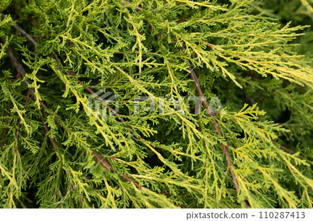 Background of evergreen thuja branches illuminated by the sun. Beautiful tiu cypress branches grow densely next to each other, forming a beautiful, even background. Background of evergreen thuja branches illuminated by the sun. Beautiful tiu cypress branches grow densely next to each other, forming a beautiful, even background. 110287413